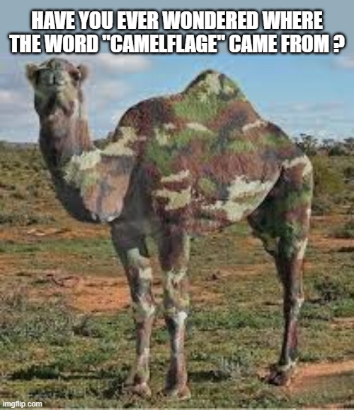 Have you ever wondered where the word Camelflage came from? | Have you ever wondered where the word "camelflage" came from ? | image tagged in funny,humor,play on words,camel,camo,camouflage | made w/ Imgflip meme maker