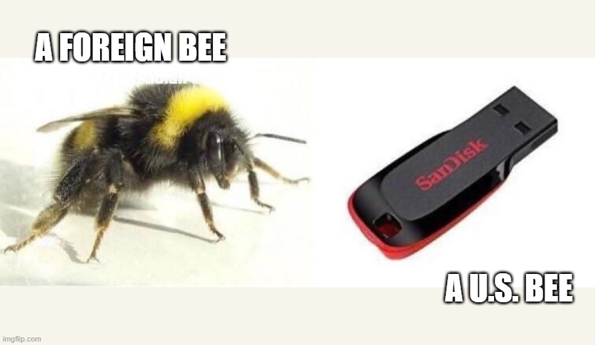 Here's a picture of a "foreign bee" and an "U.S. bee".    --  funny  -- | a foreign bee; a u.s. bee | image tagged in games,usb,bee,humor,funny,computer | made w/ Imgflip meme maker