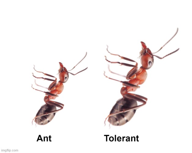 That ant is toler | image tagged in memes,ant,tolerant | made w/ Imgflip meme maker