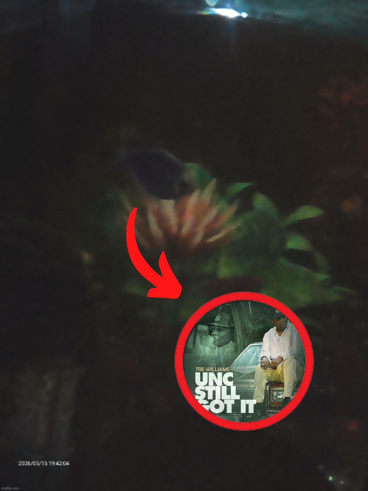 The joke is that this is my pet fish Cosmo and I've had him for almost 8 years now | made w/ Imgflip meme maker