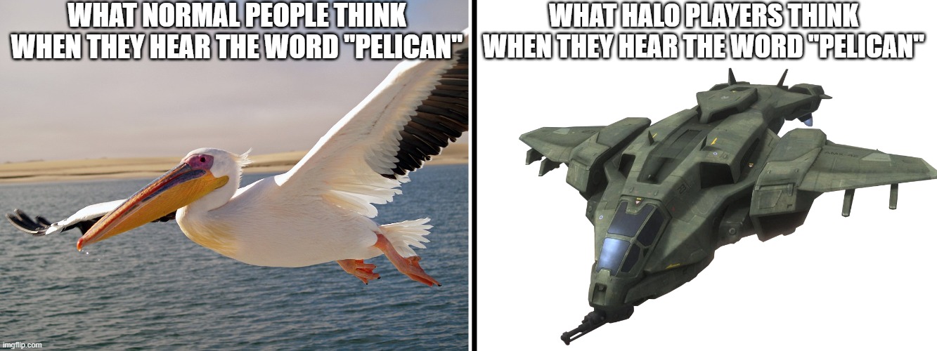 what normal people think when they hear the word "pelican"; what halo players think when they hear the word "pelican" | image tagged in what normal people think,halo,pelican,vehicle,bird,lol | made w/ Imgflip meme maker