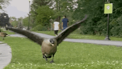 fat goose Blank Meme Template