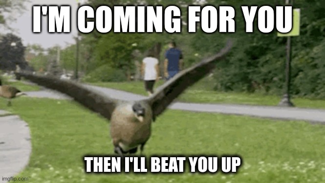 The Fat Goose Is Coming For You | i'm coming for you; then i'll beat you up | image tagged in fat goose | made w/ Imgflip meme maker