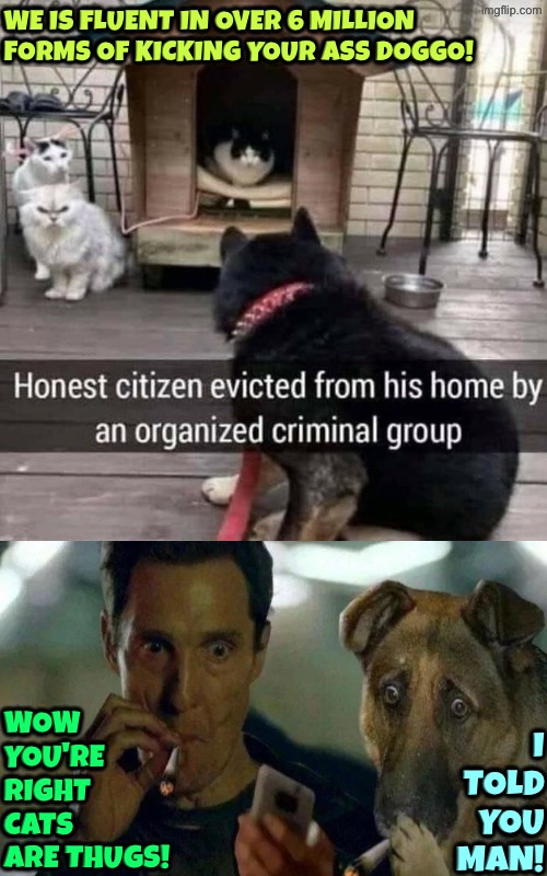 Organized Crime Cat Mob | We is fluent in over 6 million forms of kicking your ass doggo! Wow you're right cats are thugs! I told you man! | image tagged in cats,dogs,criminals,i am fluent in over six million forms of kicking your ass,thug life,thieves | made w/ Imgflip meme maker