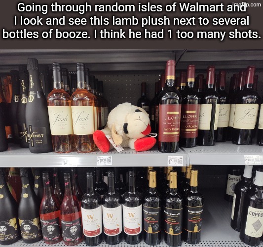 1 too many shots | Going through random isles of Walmart and I look and see this lamb plush next to several bottles of booze. I think he had 1 too many shots. | image tagged in booze,alcohol,sheep,lamb,walmart,funny | made w/ Imgflip meme maker