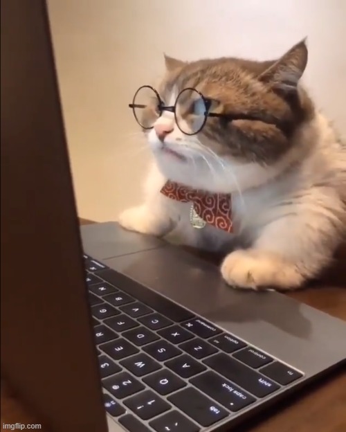research cat | image tagged in research cat | made w/ Imgflip meme maker