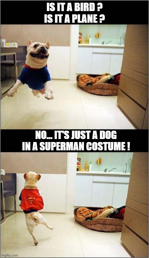 Expectations | Is it a bird ?
Is it a plane ? No... It's just a dog
in a superman costume ! | image tagged in dog,superman | made w/ Imgflip meme maker