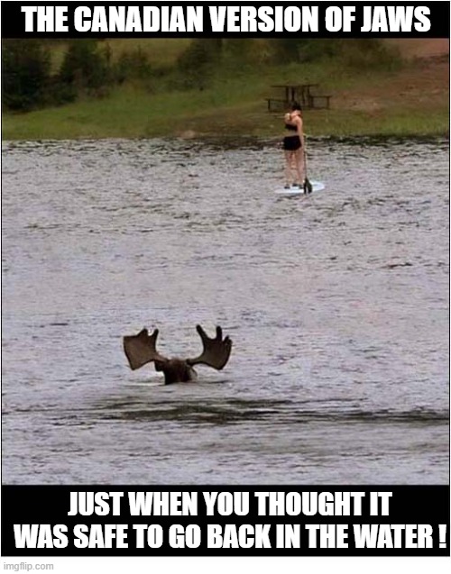 MOOSE ! | The Canadian Version Of Jaws; Just when you thought it was safe to go back in the water ! | image tagged in meanwhile in canada,moose,jaws | made w/ Imgflip meme maker
