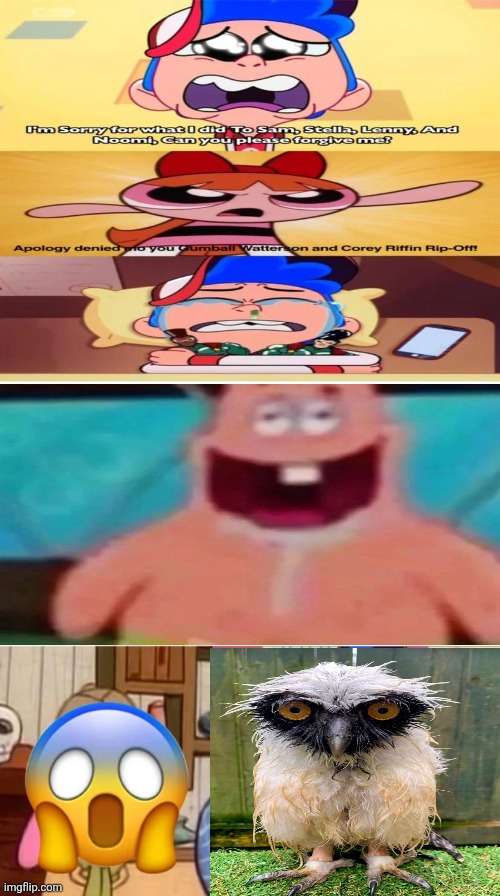 This time I used a different owl | image tagged in what the he- | made w/ Imgflip meme maker