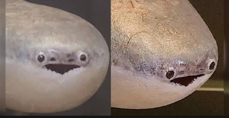 Fish no jaw Blank Meme Template