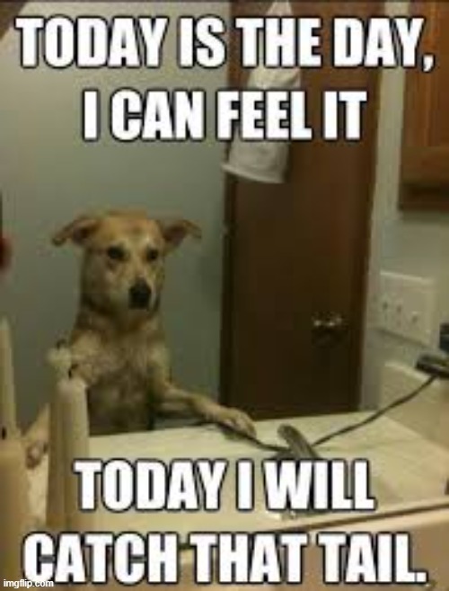 Determined Dog | image tagged in dogs,repost | made w/ Imgflip meme maker