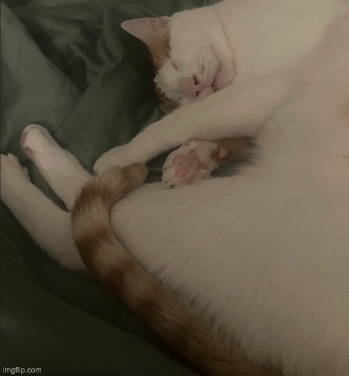 Bedtime! | image tagged in cat,update,sleep | made w/ Imgflip meme maker