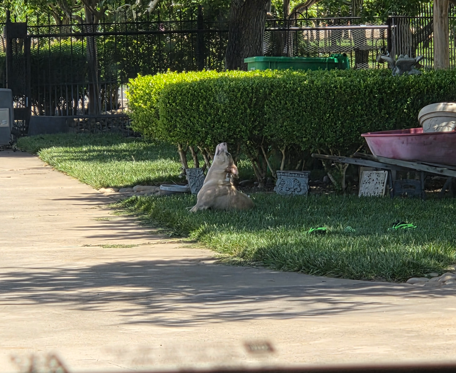 Dog Praying Blank Meme Template