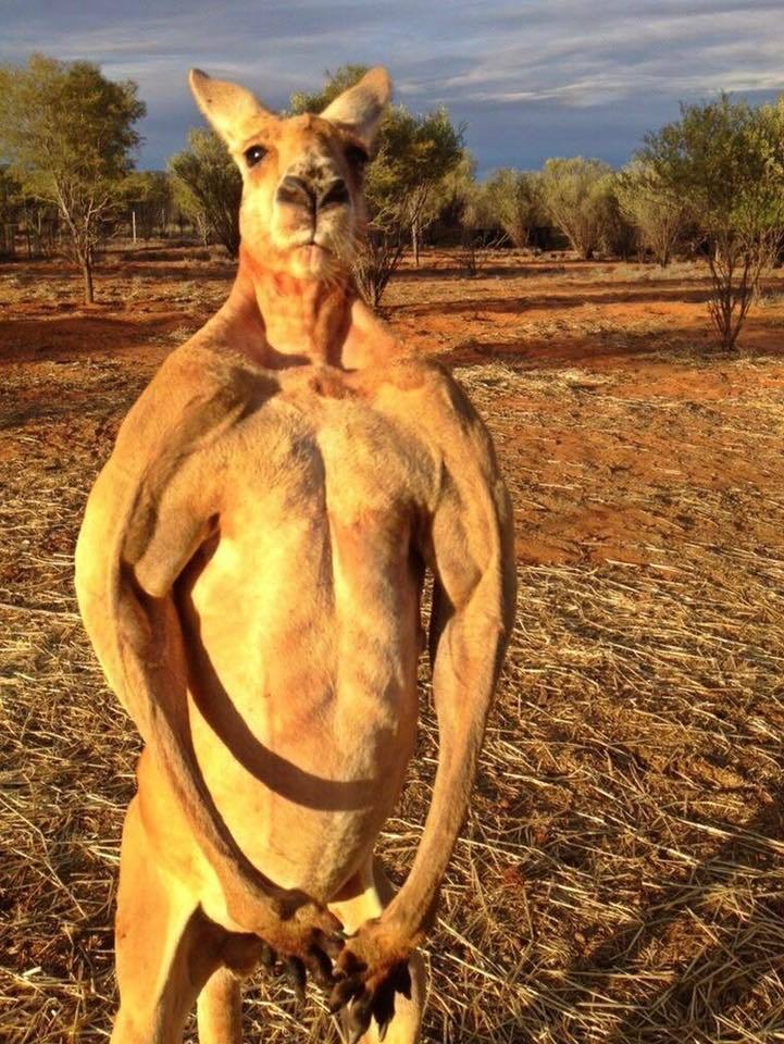 Ripped Kangaroo Blank Meme Template