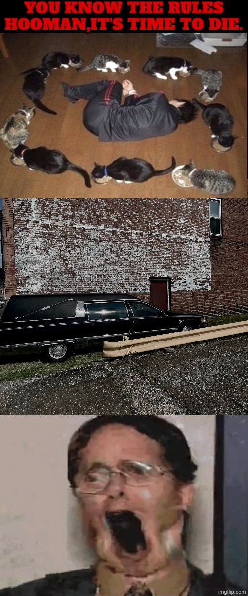 It's Time To Die | You know the rules hooman,it's time to die. | image tagged in cats,you know the rules it's time to die,kill you cat,facial expressions,cars,cursed images | made w/ Imgflip meme maker