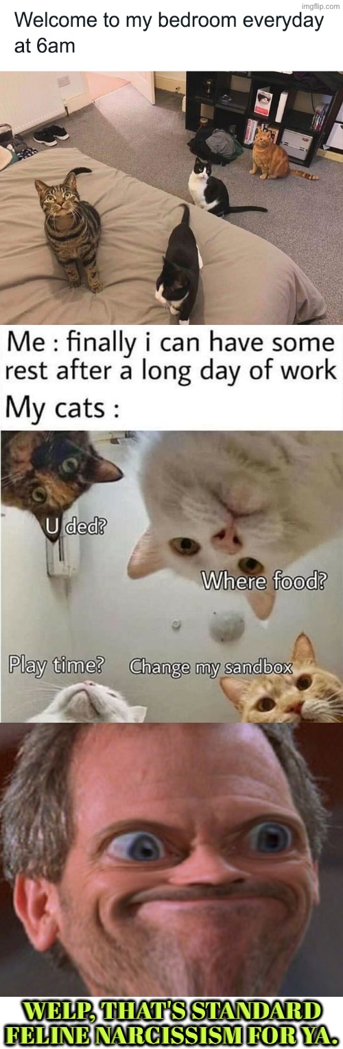 Standard Feline Narcissism | Welp, that's standard feline narcissism for ya. | image tagged in cats,funny cats,facial expressions,narcissism,welp,evil overlord rules | made w/ Imgflip meme maker
