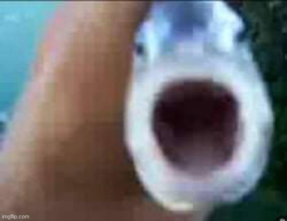 killer fish from san diego | image tagged in killer fish from san diego,i don't know what i am,but i taste really good,hello,i'll be your killer fish for the evening | made w/ Imgflip meme maker
