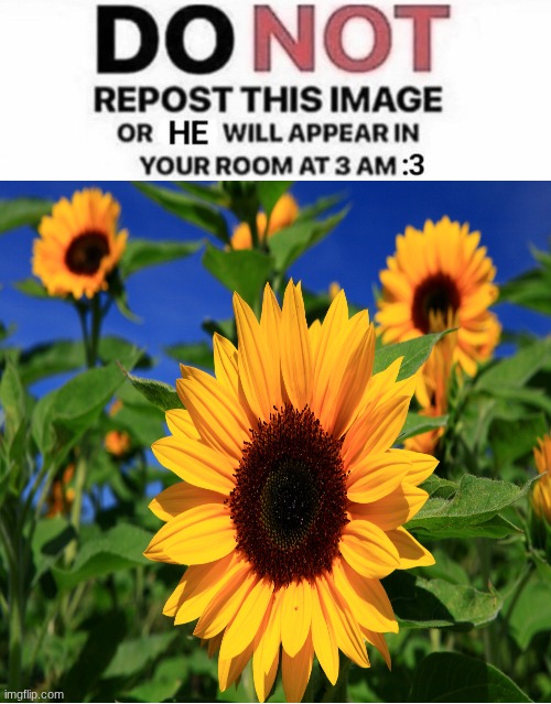 it works lol | image tagged in it works lol | made w/ Imgflip meme maker