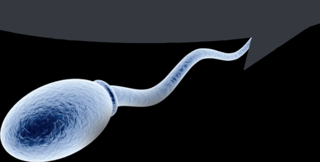 Sperm cell speech bubble Blank Meme Template