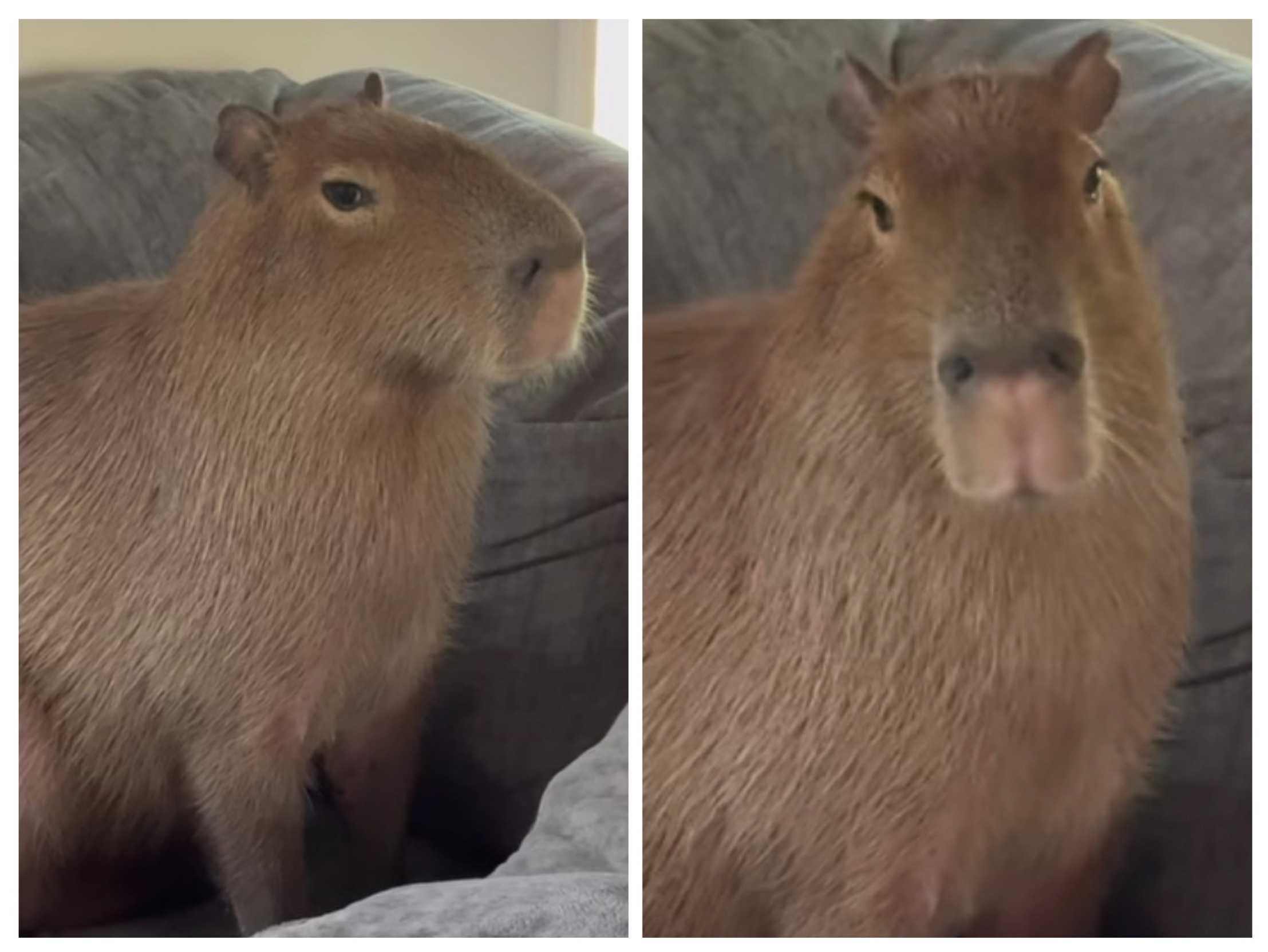 Cheesecake the capybara Blank Meme Template