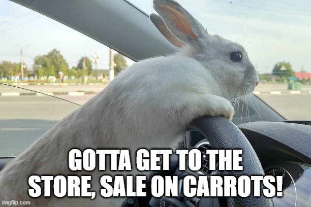 Driving Bunny | gotta get to the store, sale on carrots! | image tagged in istockphoto-1139617561-612x612 jpg | made w/ Imgflip meme maker