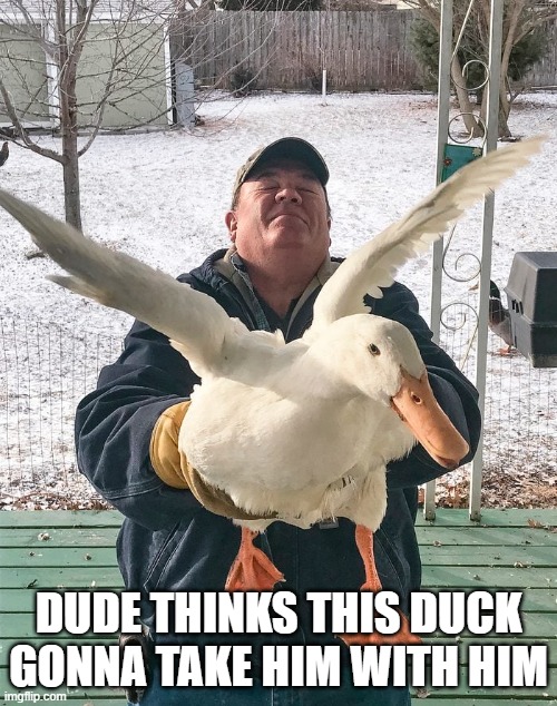 Let's Fly Duck | Dude thinks this duck gonna take him with him | image tagged in ducks | made w/ Imgflip meme maker