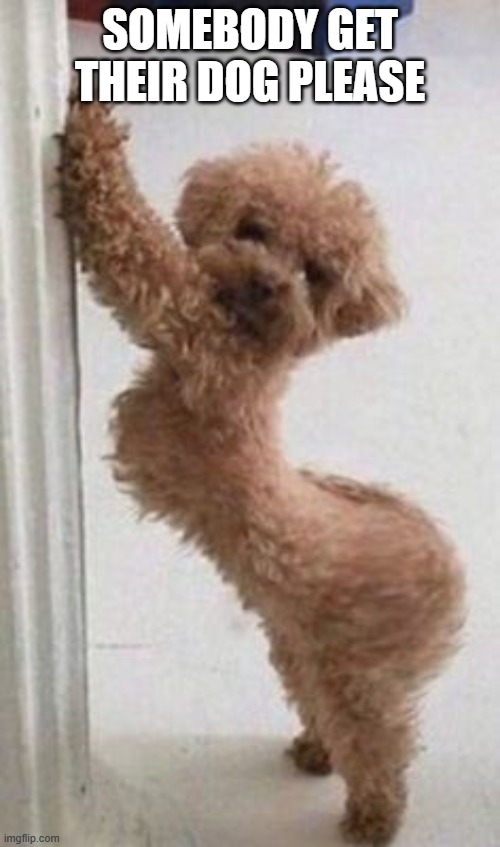 Dog Pose | Somebody get their dog please | image tagged in dogs | made w/ Imgflip meme maker