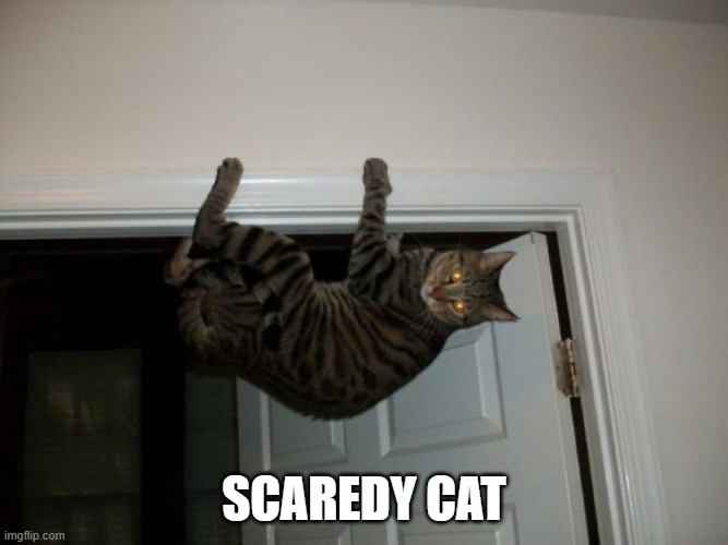 How He Get Up There? | scaredy cat | image tagged in 7220b548b1d280ac54339bbef2419eff jpg | made w/ Imgflip meme maker