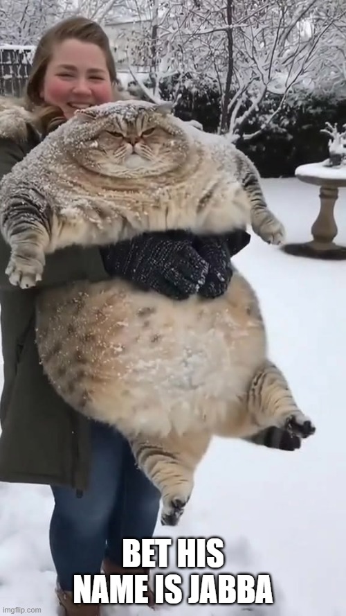 Jabba the Cat | Bet his name is jabba | image tagged in cats | made w/ Imgflip meme maker