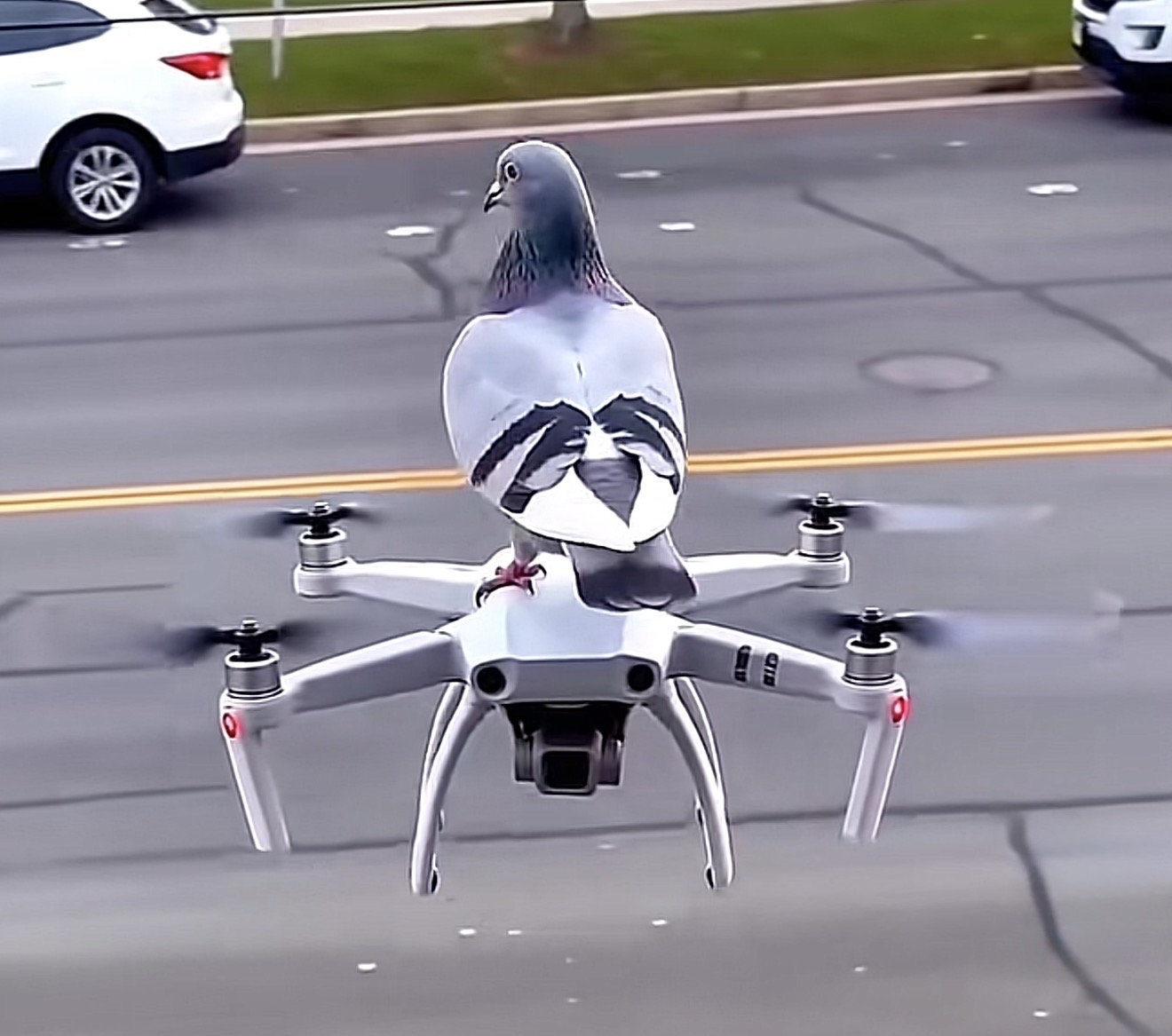 High Quality Bird on Drone Blank Meme Template