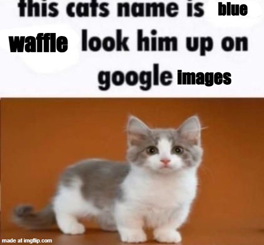this cats name is x look him up on google | blue; waffle; images | image tagged in this cats name is x look him up on google | made w/ Imgflip meme maker