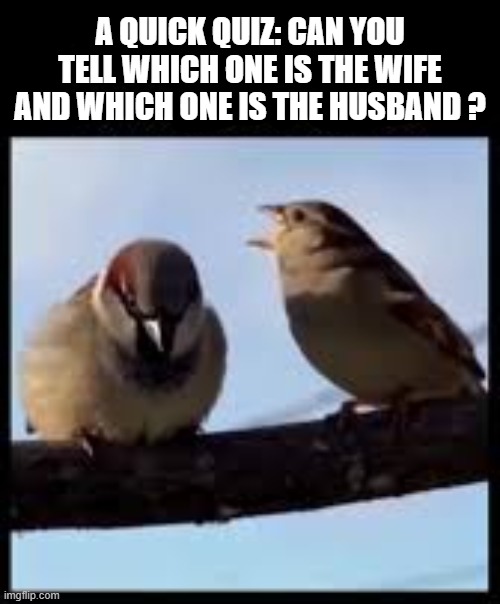 Can you tell which bird is the wife and which one is the husband?    --  funny  -- | A quick quiz: Can you tell which one is the wife and which one is the husband ? | image tagged in funny,humor,birds,husband,wife,funny meme | made w/ Imgflip meme maker