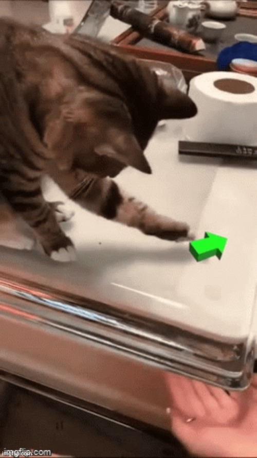 Cat Upvote | image tagged in cat upvote | made w/ Imgflip meme maker