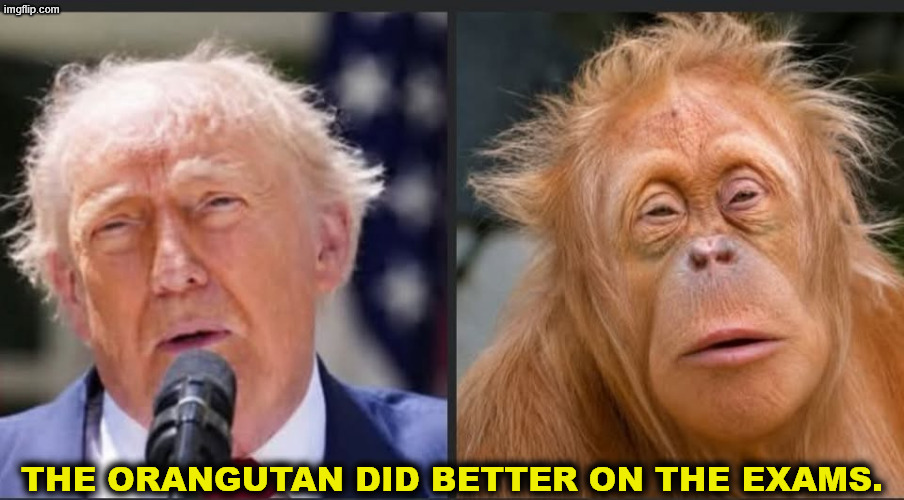 Trump orangutan. The monkey did better on the exams. | The orangutan did better on the exams. | image tagged in trump orangutan the monkey did better on the exams,trump,orangutan,monkey,test,exam | made w/ Imgflip meme maker
