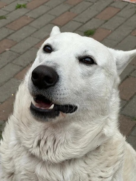 El Dogo Blank Meme Template