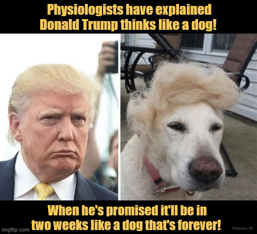 Trump thinks like a dog | Physiologists have explained Donald Trump thinks like a dog! When he's promised it'll be in two weeks like a dog that's forever! Motasko 26 | image tagged in trump thinks like a dog,trumpador regrifter,off the leash,time for the pound,maga mongrel | made w/ Imgflip meme maker