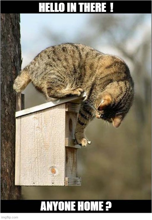 I Don't Think This Is A Social Visit | Hello In There  ! Anyone Home ? | image tagged in cats,birdbox | made w/ Imgflip meme maker