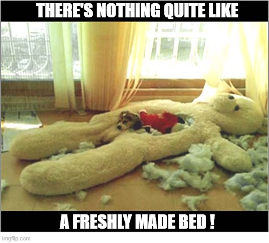The Perfect Spot ! | There's nothing quite like; a freshly made bed ! | image tagged in dogs,teddy bear,bed,destruction | made w/ Imgflip meme maker