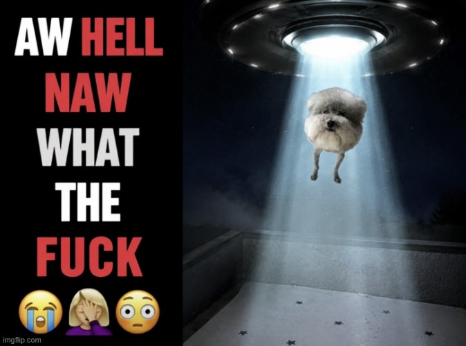 statement dog getting abducted by roswell aliens | image tagged in statement dog getting abducted by roswell aliens | made w/ Imgflip meme maker