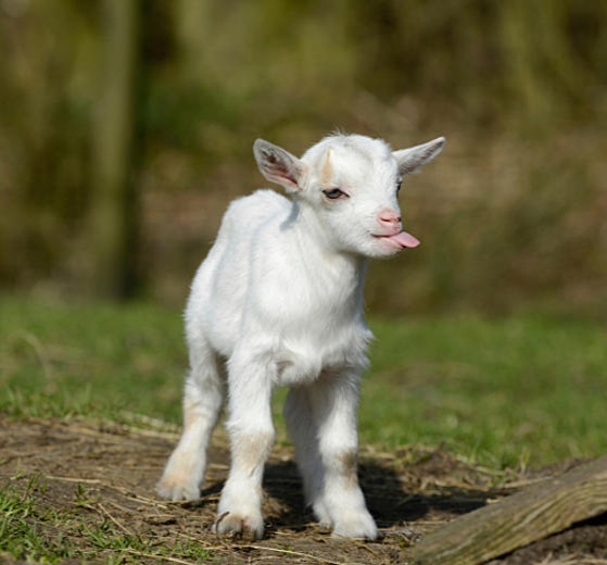 High Quality Cheeky goat Blank Meme Template