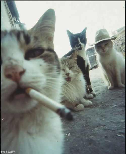 Cat Gang | image tagged in cat mafia,cats,cat,funny cats | made w/ Imgflip meme maker