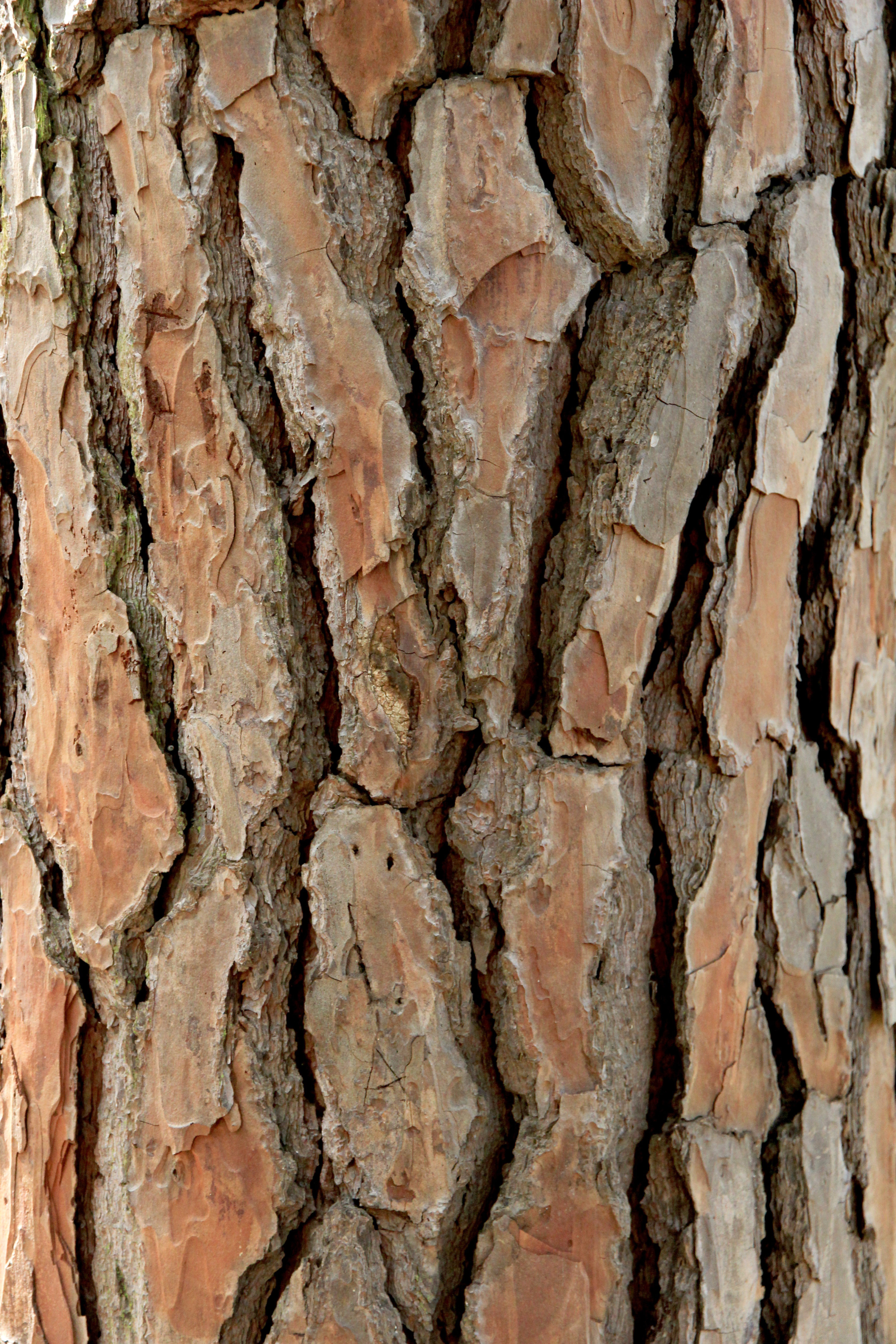 High Quality all bark no bite Blank Meme Template