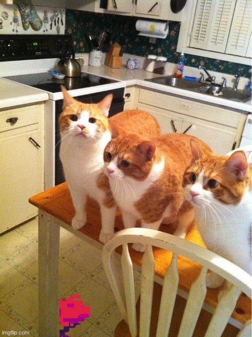 Cats on table | image tagged in cats on table | made w/ Imgflip meme maker