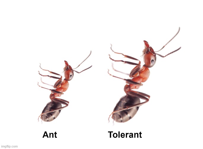 That ant is toler | image tagged in ant,tolerant | made w/ Imgflip meme maker