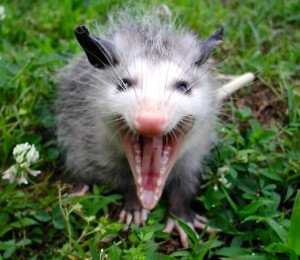Sad Possum Blank Meme Template