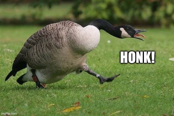 Angry Canada Goose | Honk! | image tagged in angry canada goose | made w/ Imgflip meme maker