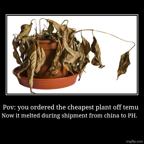 Pov: you ordered the cheapest plant off temu | Now it melted during shipment from china to PH. | made w/ Imgflip demotivational maker