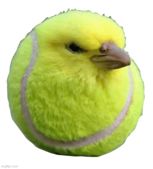 Tennis bird | image tagged in tennis bird | made w/ Imgflip meme maker