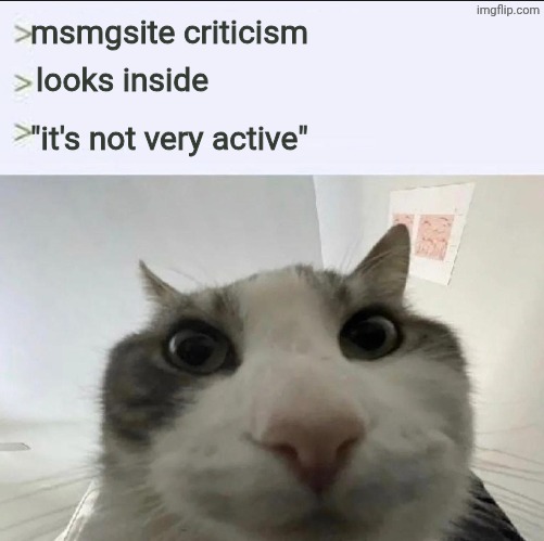 Cat looks inside | msmgsite criticism; looks inside; "it's not very active" | image tagged in cat looks inside | made w/ Imgflip meme maker