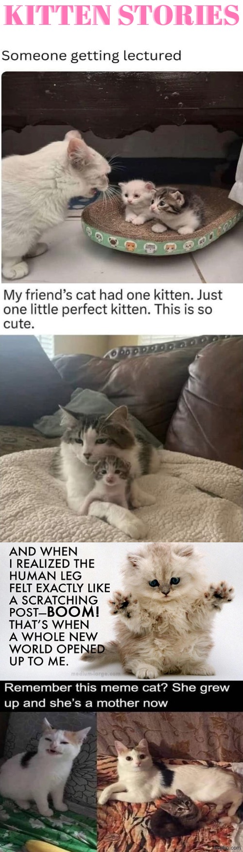 Kitten Stories | Kitten stories | image tagged in cats,kittens,funny cats,cute kittens,stories,aww | made w/ Imgflip meme maker